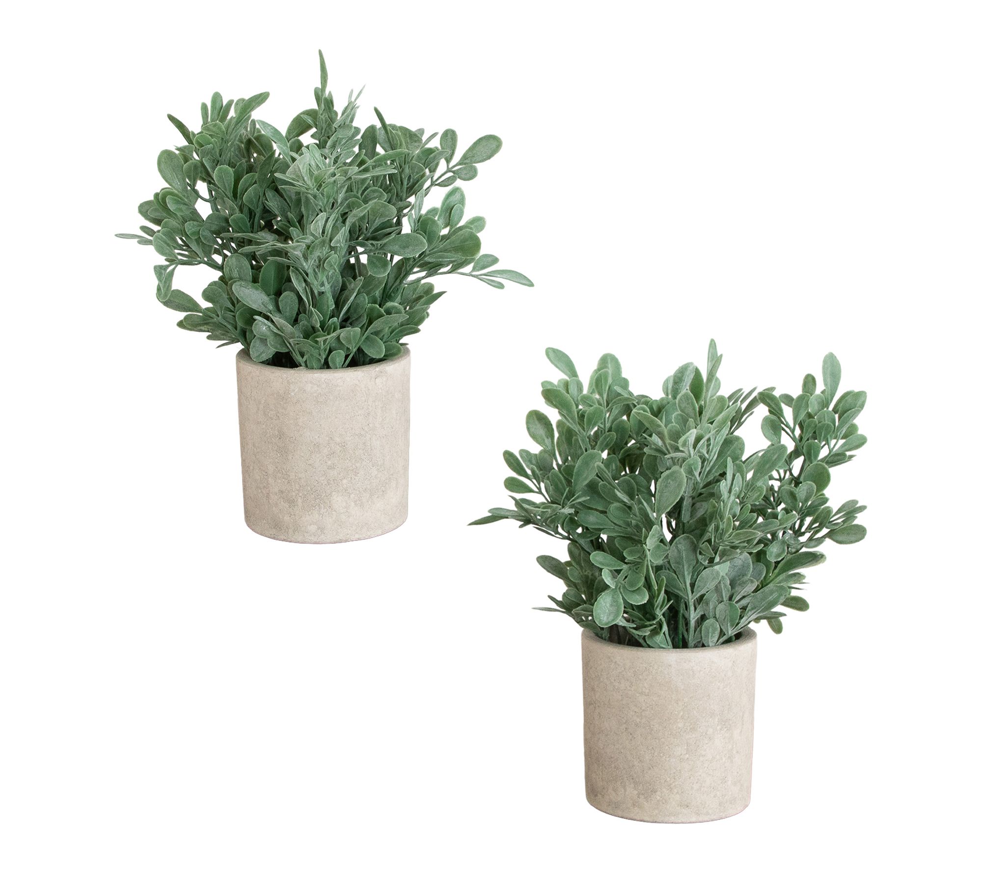 Boxwood Plants in Planters - Set of 2 by Nearly Natural