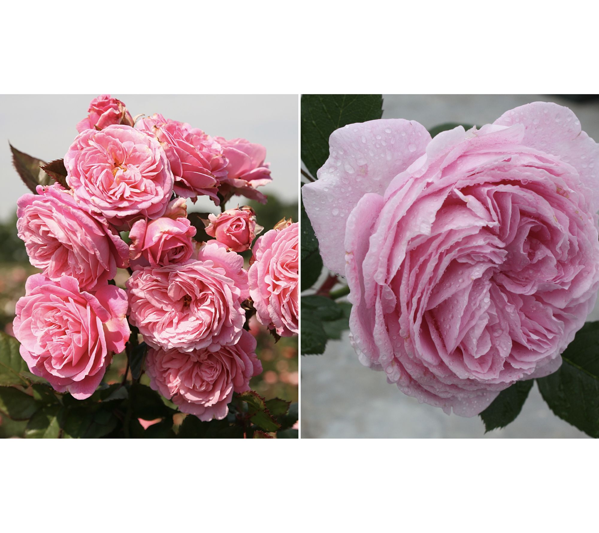 Roberta's 1 pc. Summer Romance Parfuma  Pink Rose