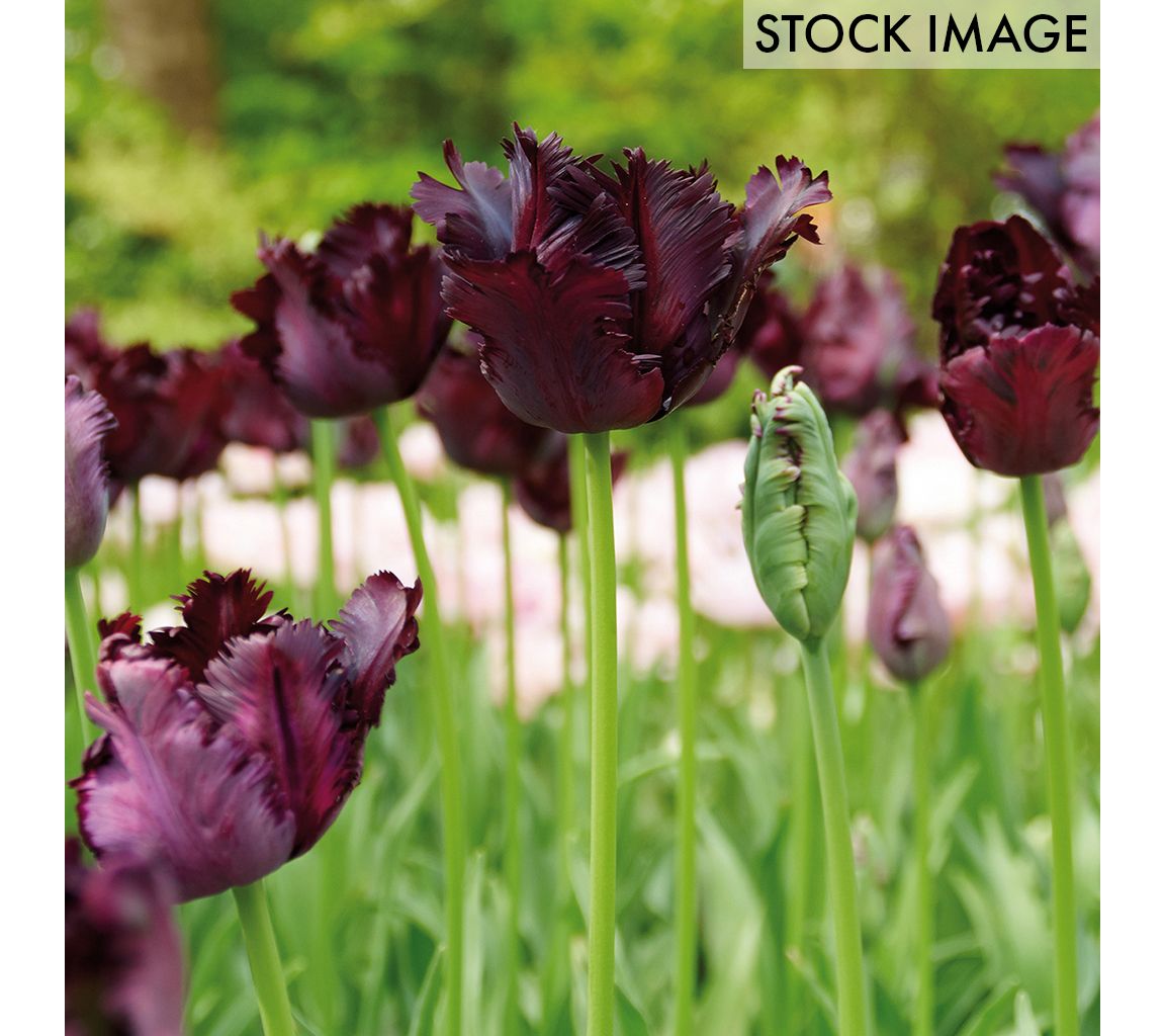Van Zyverden Tulips Black Parrot Set of 12 Bulbs