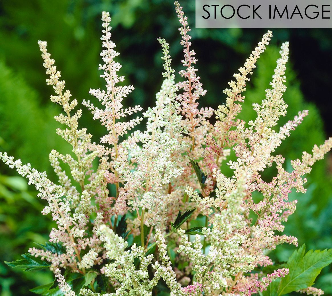 Van Zyverden Astilbe Everchanging Peaches and Cream 5 Roots
