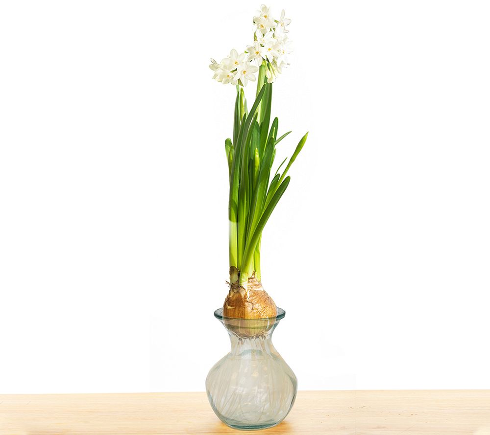 Van Zyverden Paperwhite Kit With Clear ArtisanGlass