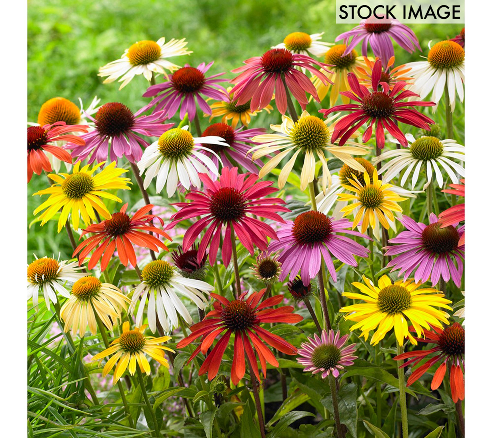 Van Zyverden Echinacea Cone Flower Mixed Set of10 Roots