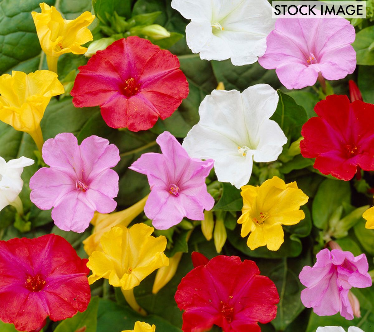 Van Zyverden Four O'Clocks Mirabilis Jalapa Mixed 9 Bulbs