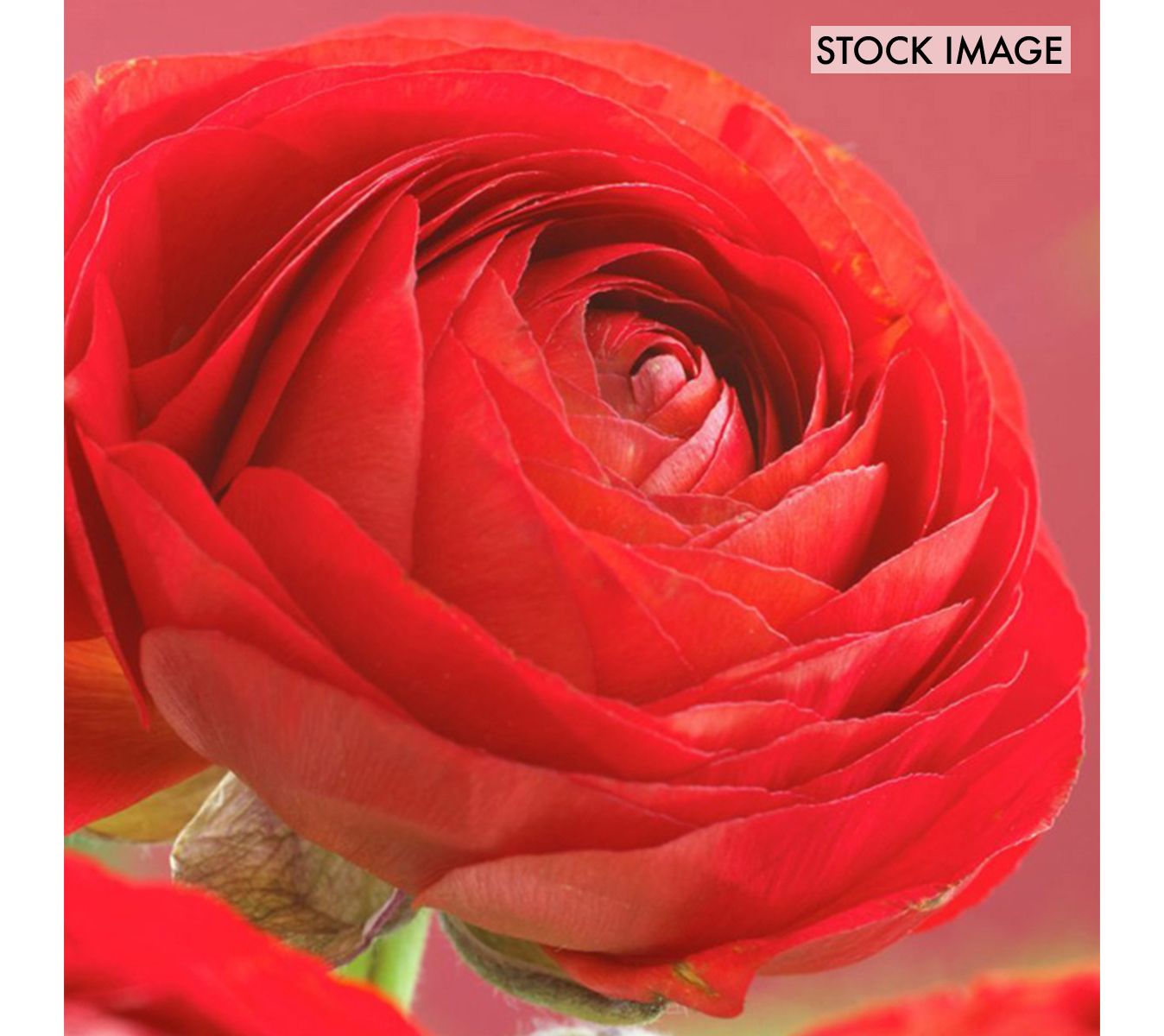 Van Zyverden Butter Cups Ranunculus Double RedSet of 25 Bulbs