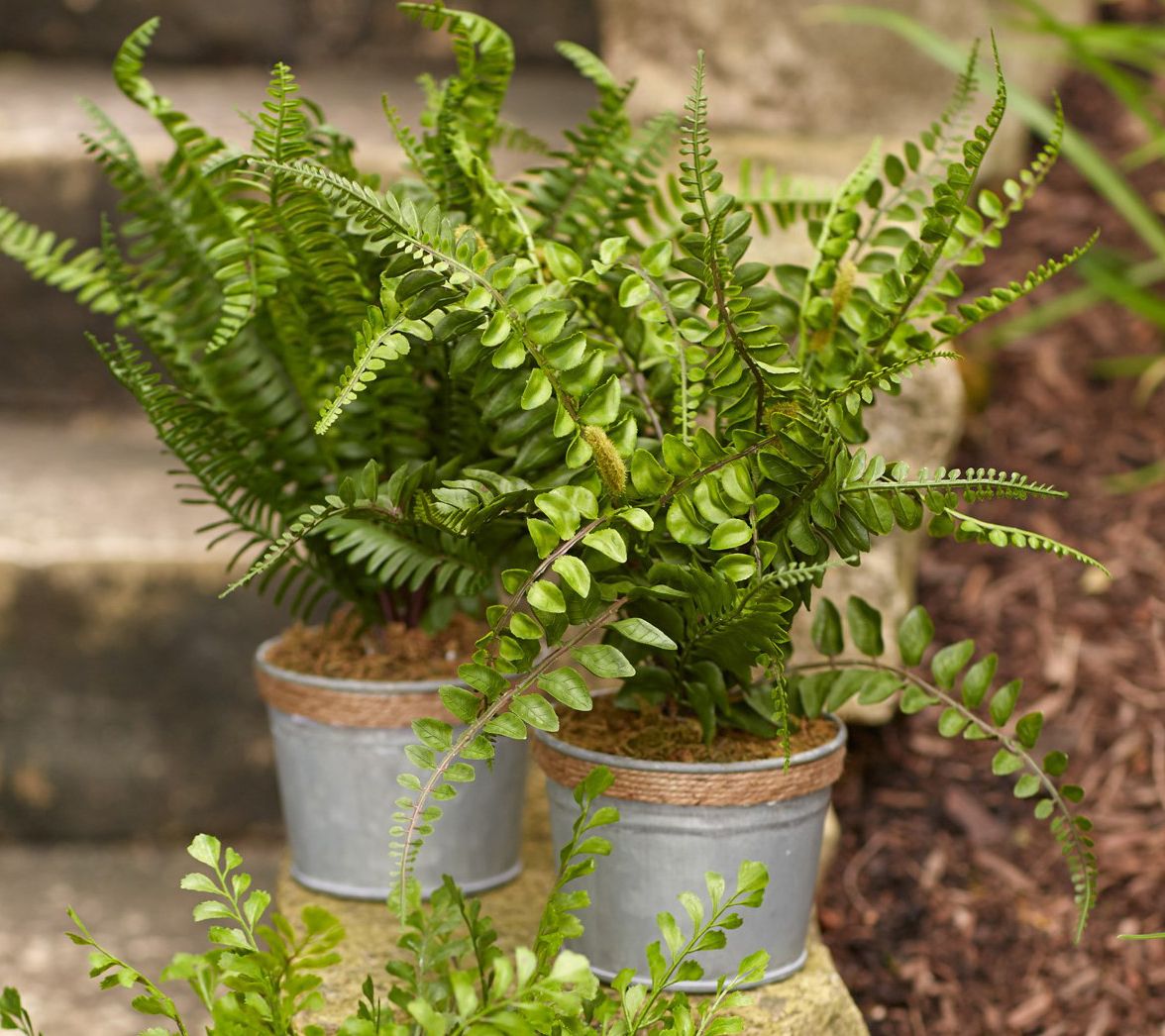 Melrose Assorted Fern Plant in Tin Pot (Set of3) - QVC.com