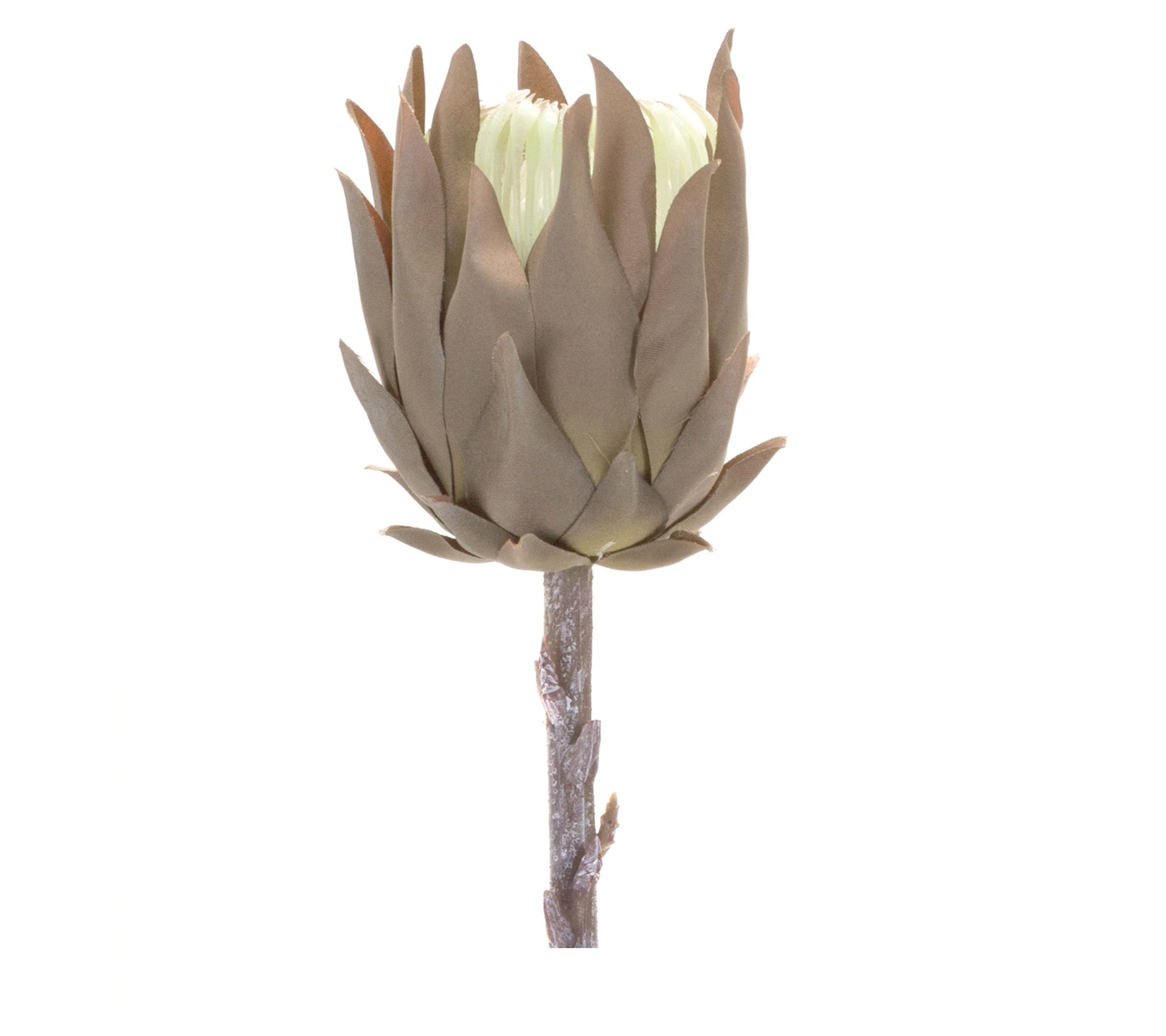 Melrose Protea Floral Stem 20