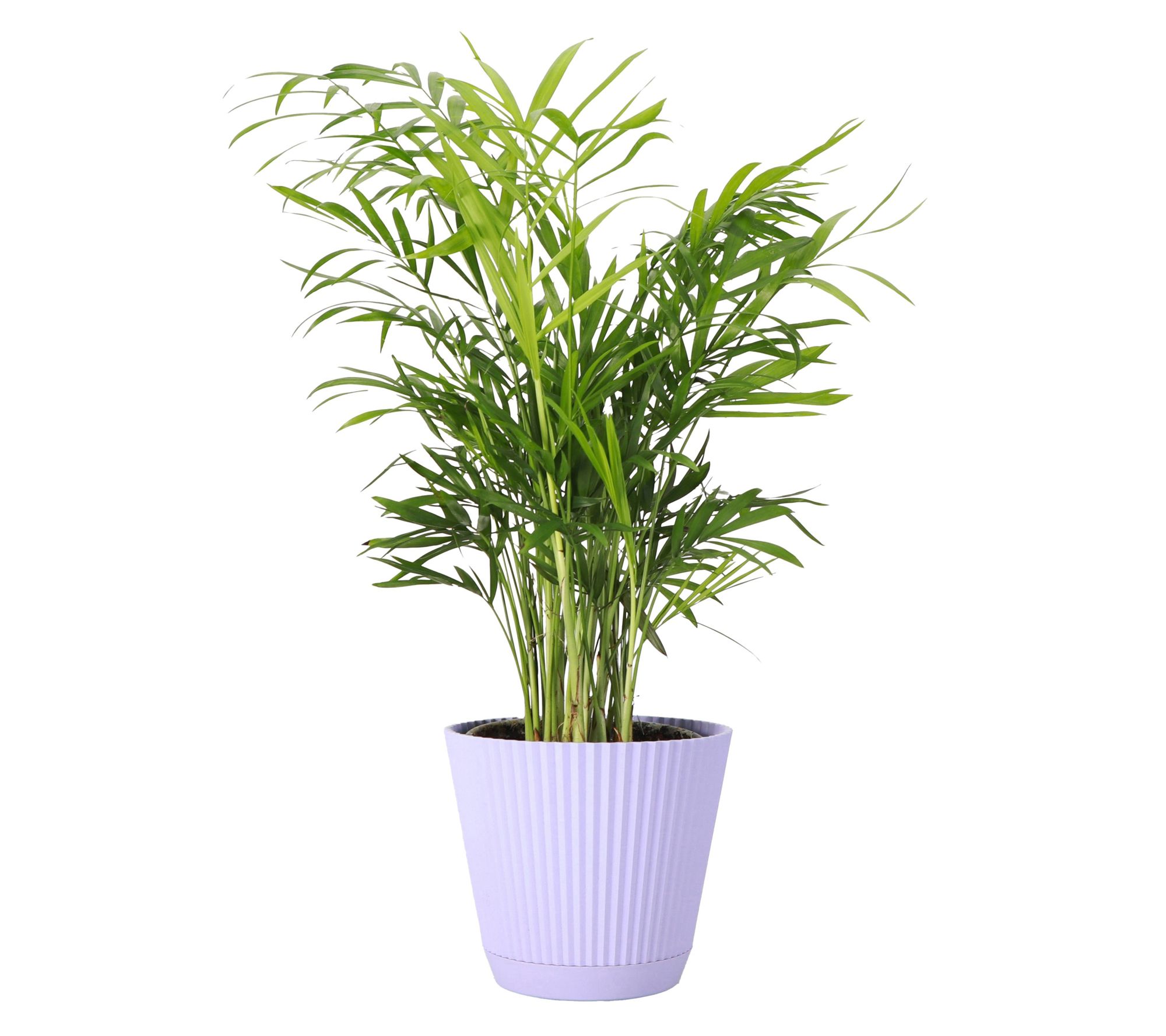 Thorsen's Greenhouse Live 4" Parlor Palm in Ruffle Pot