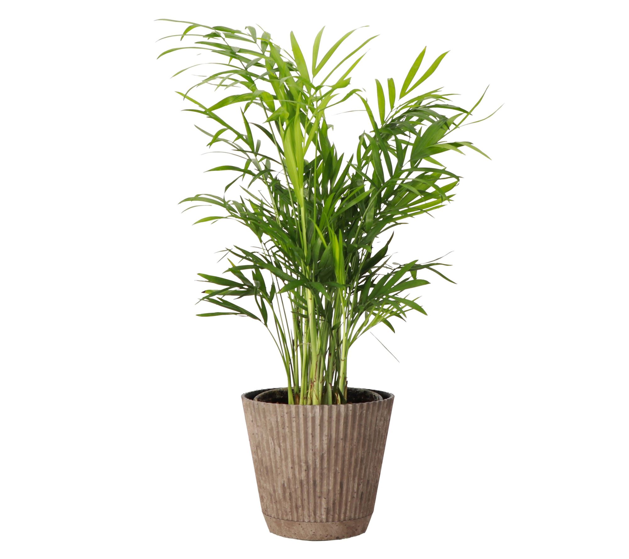 Thorsen's Greenhouse Live 4" Parlor Palm in Ruffle Pot