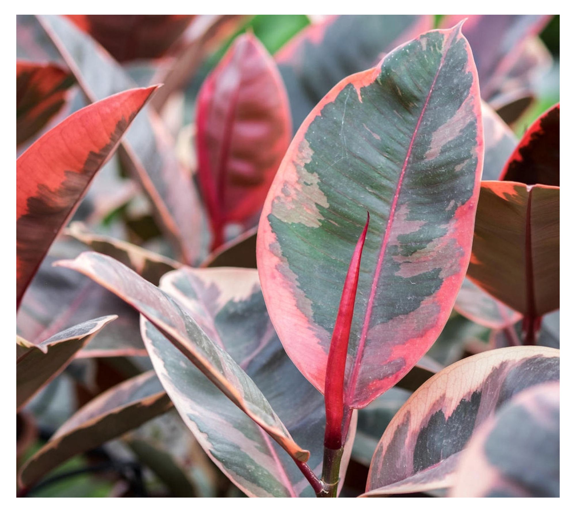 Cottage Farms Ruby Rubber Plant