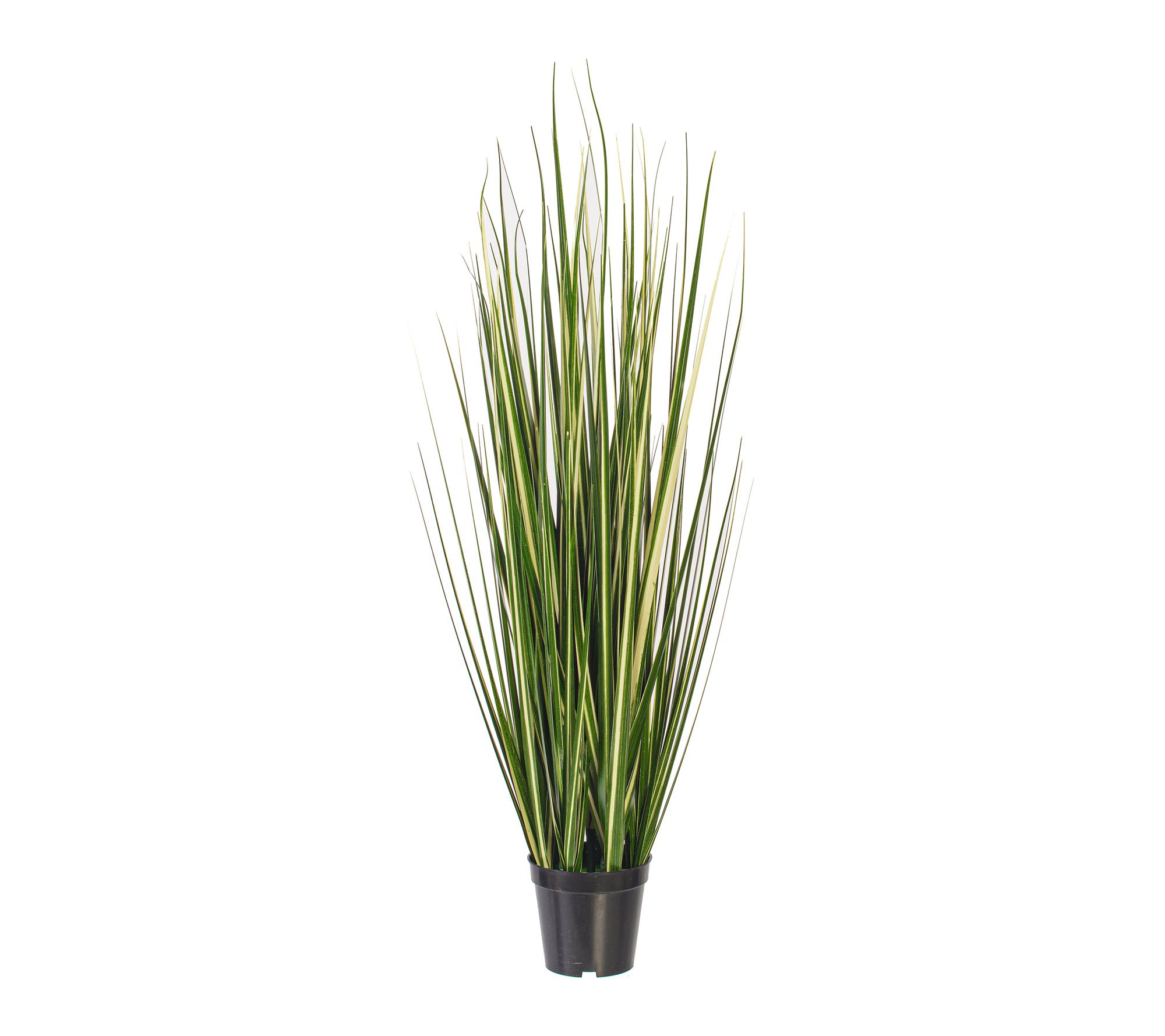Vickerman 36" Green Evergold Grass Potted UV