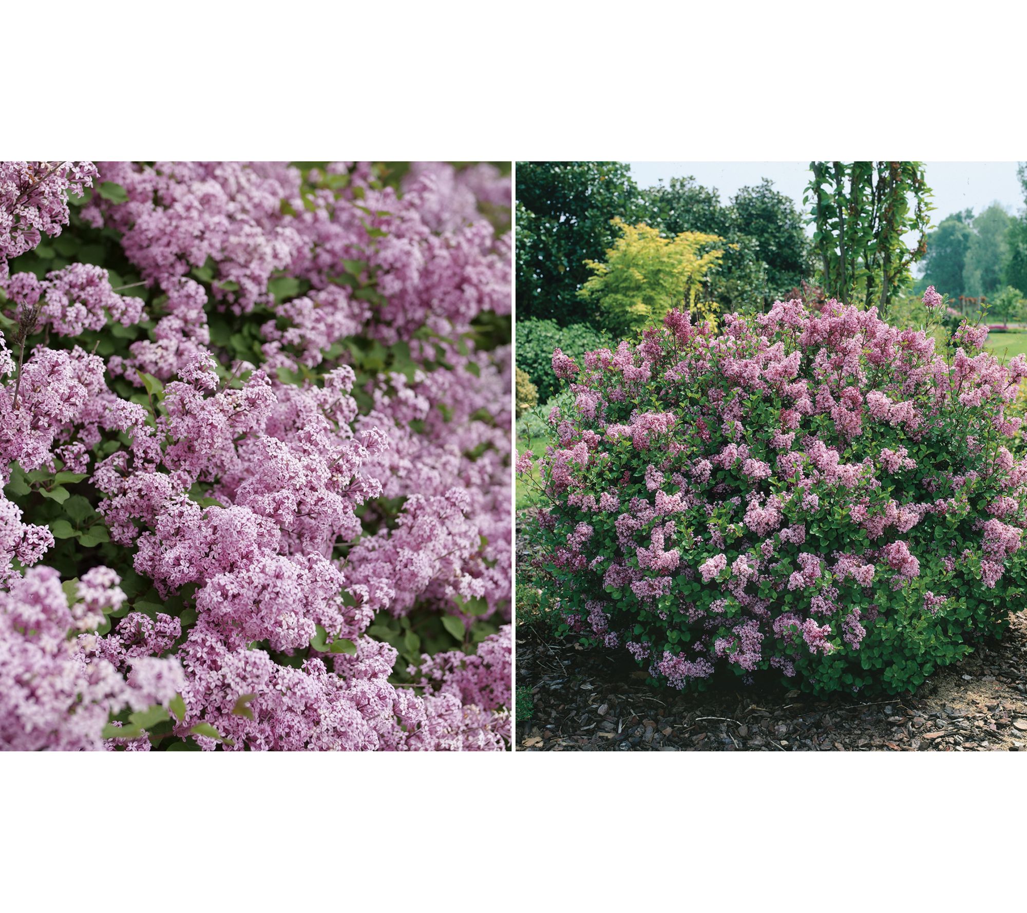 Roberta's 1 pc. Reblooming Purple Flowerfesta Lilac