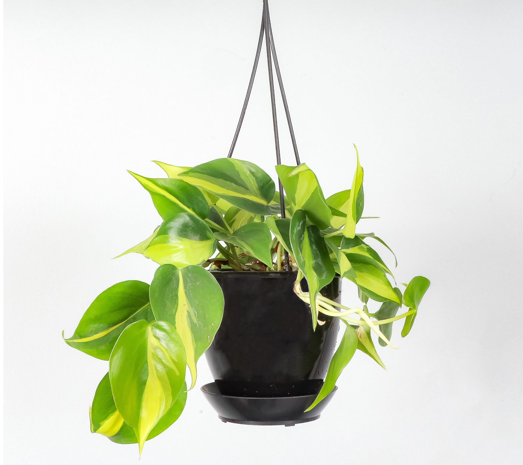 Thorsen's Greenhouse Live Brazil Philodendron,Hanging Pot - QVC.com