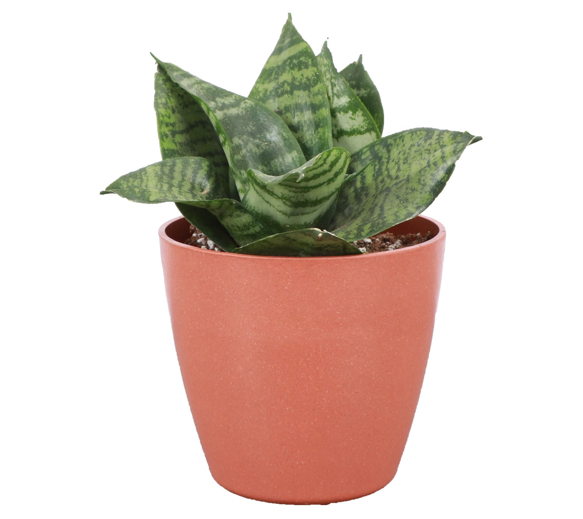 Thorsen's Greenhouse Live 4" Birdnest Snake Plant, Eco Pot