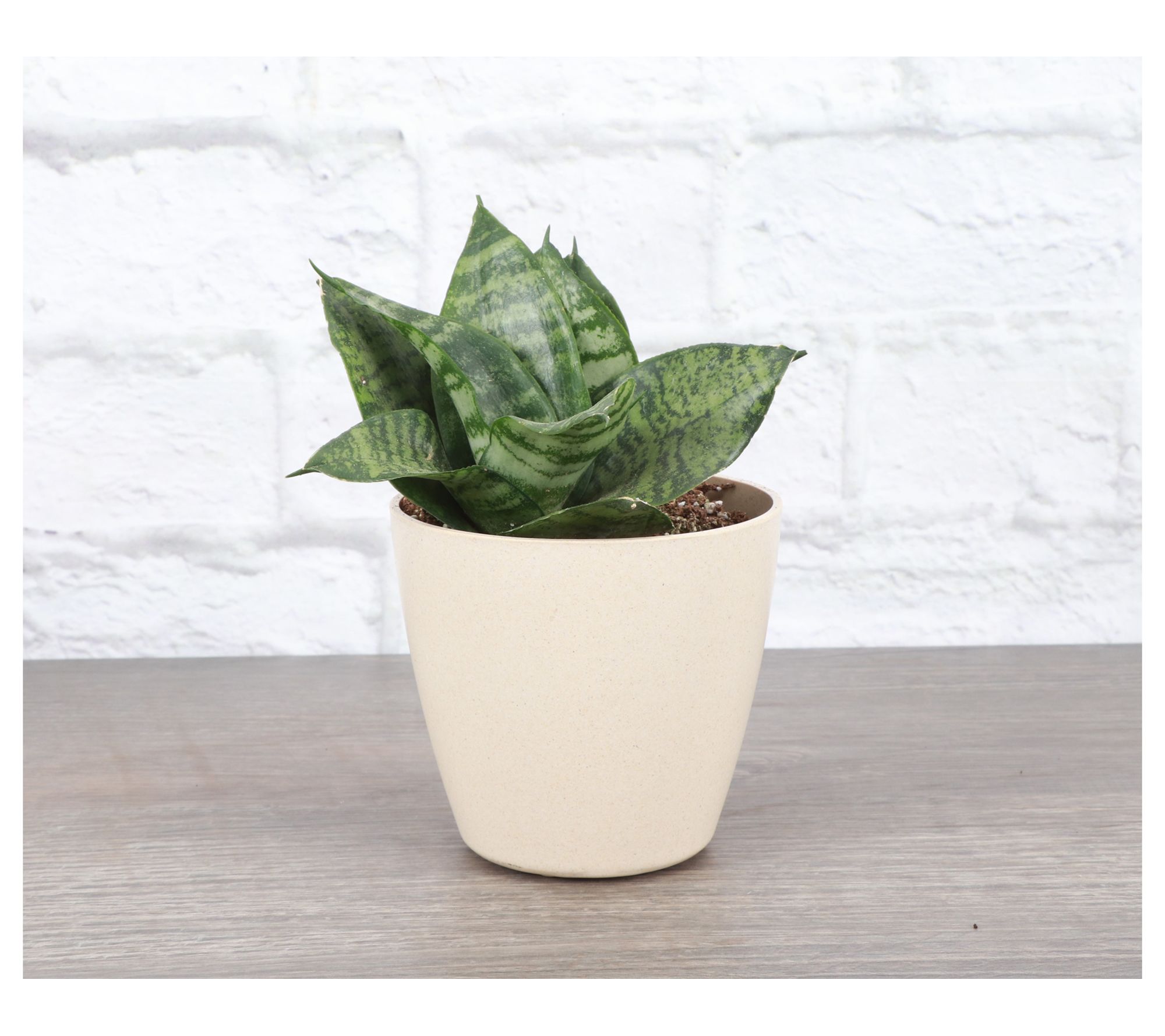 Thorsen's Greenhouse Live 4" Birdnest Snake Plant, Eco Pot