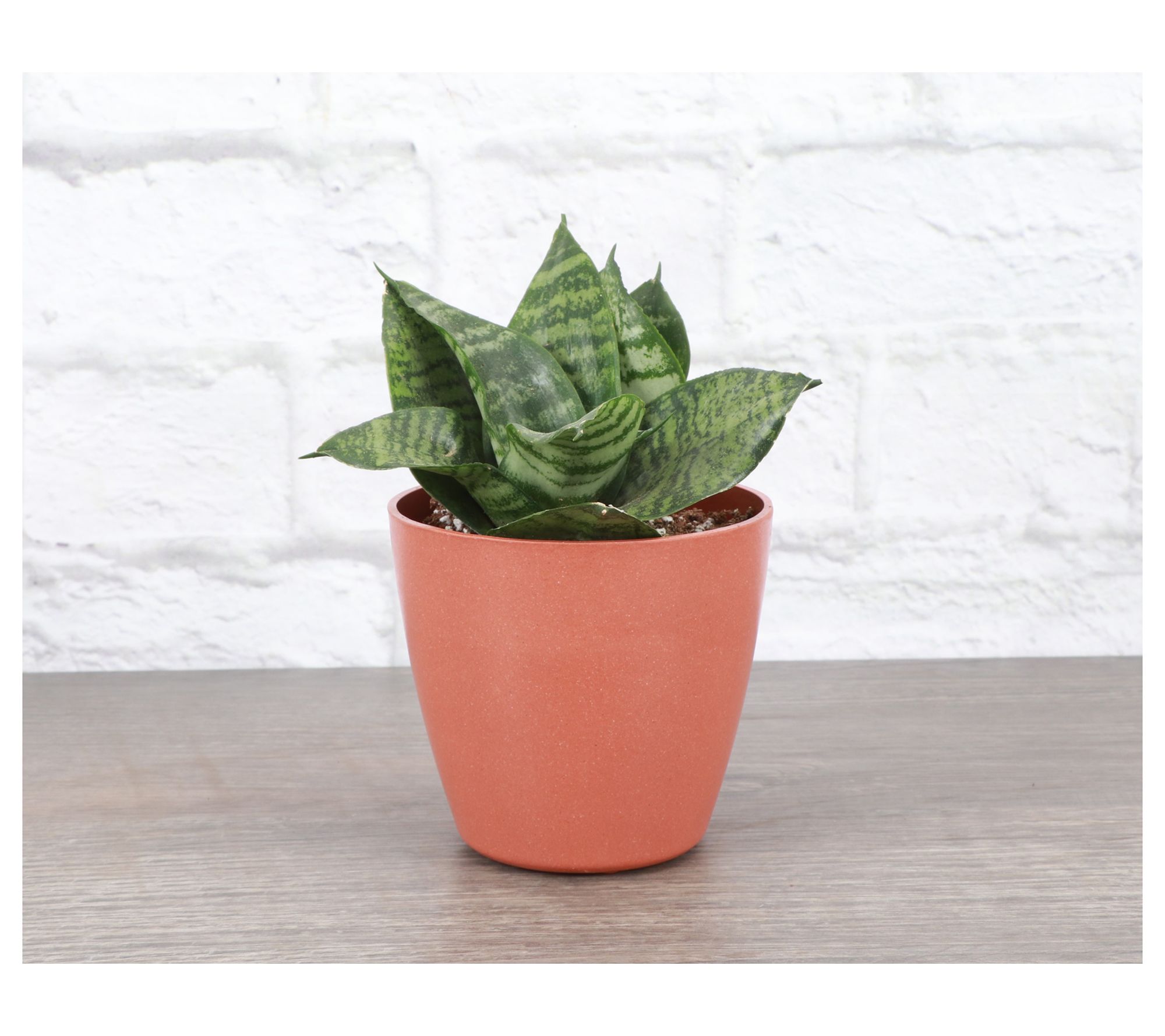 Thorsen's Greenhouse Live 4" Birdnest Snake Plant, Eco Pot