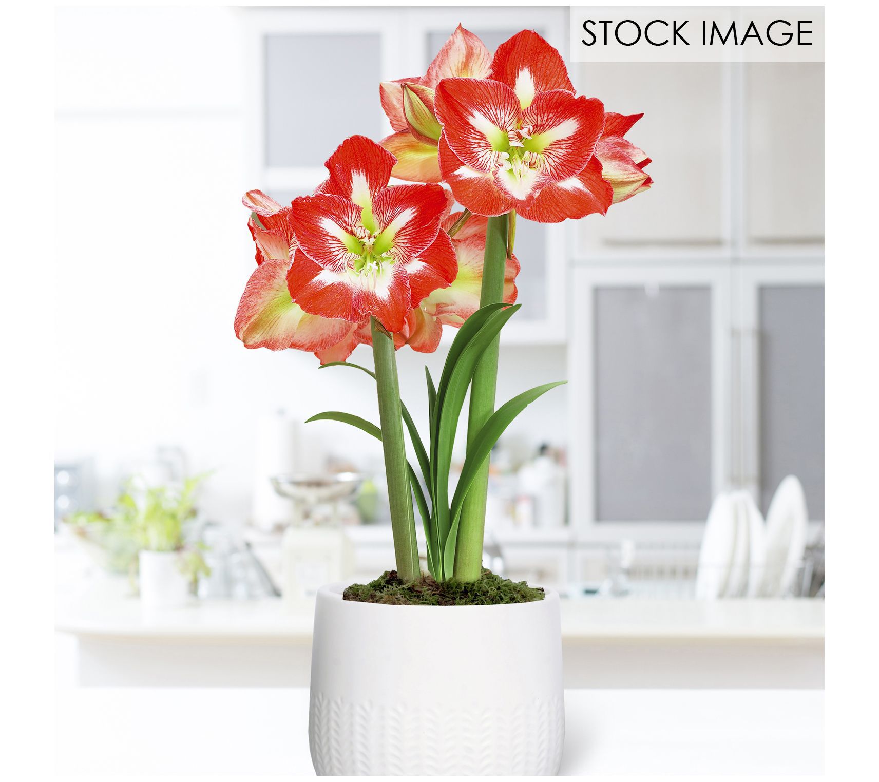 Van Zyverden Pre-planted Amaryllis Minerva & Ceramic Planter