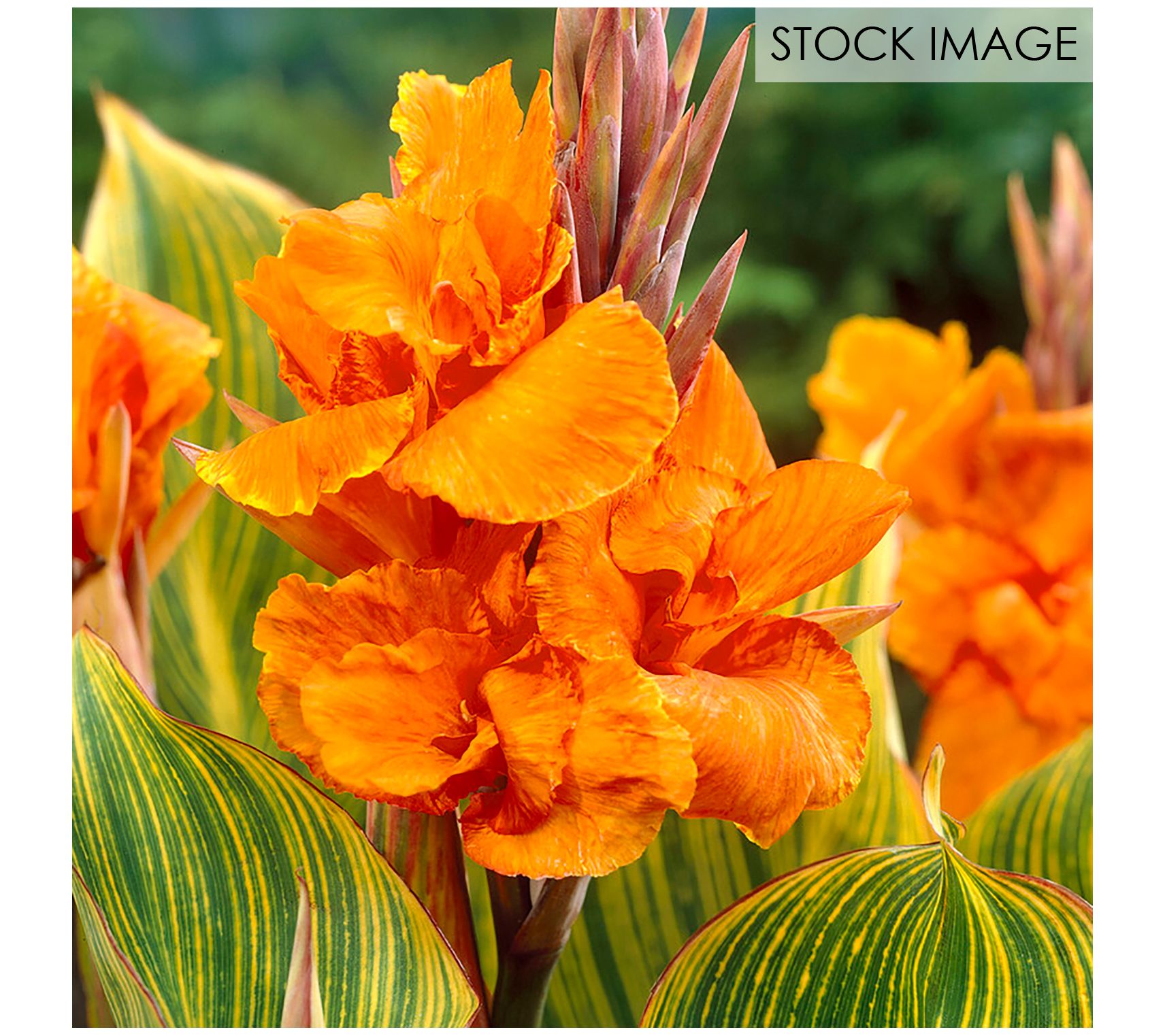 Van Zyverden Giant Cannas Striata Set of 9 Bulbs