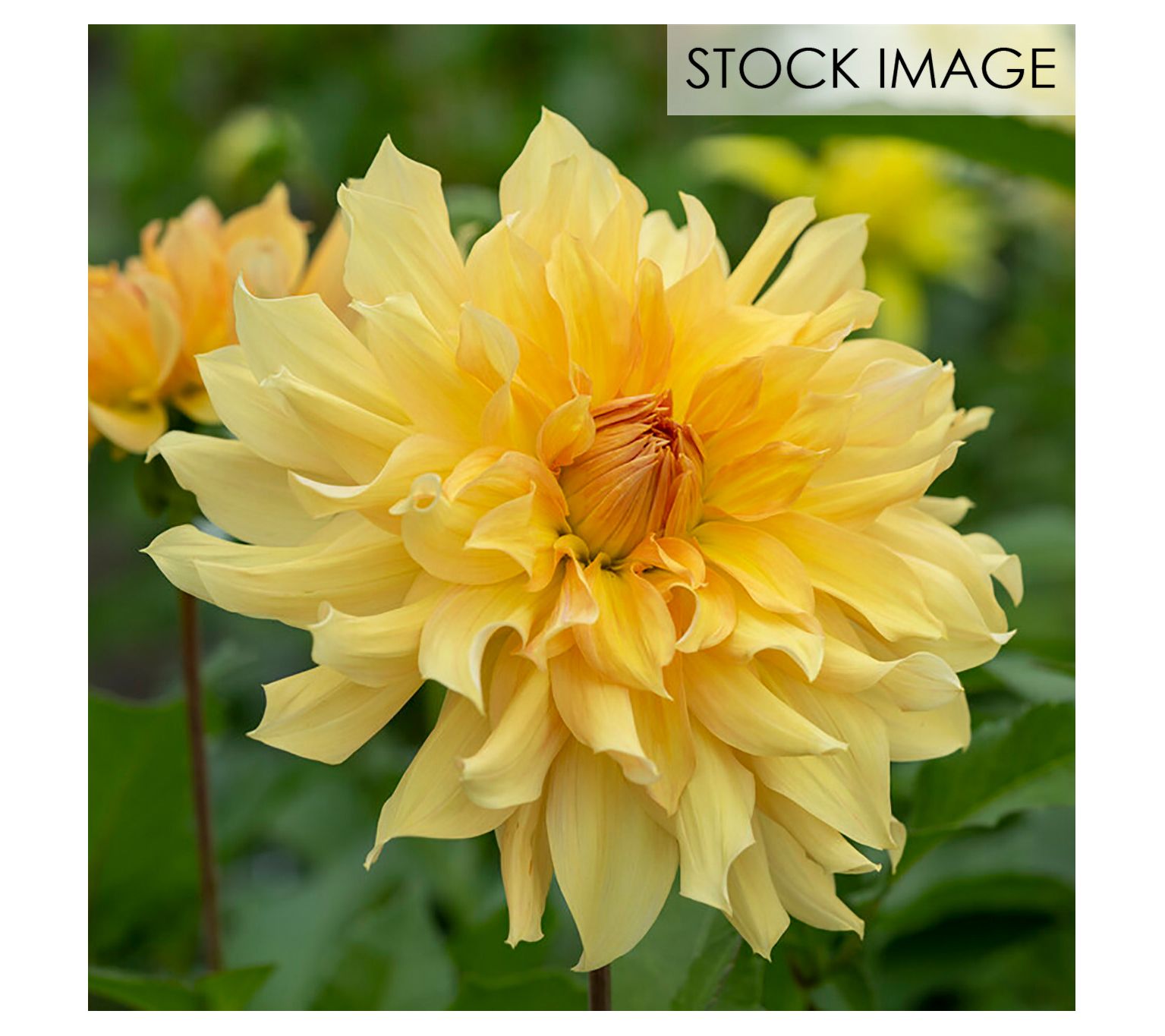 Van Zyverden Dahlias Big Brother Set of 5 Bulbs