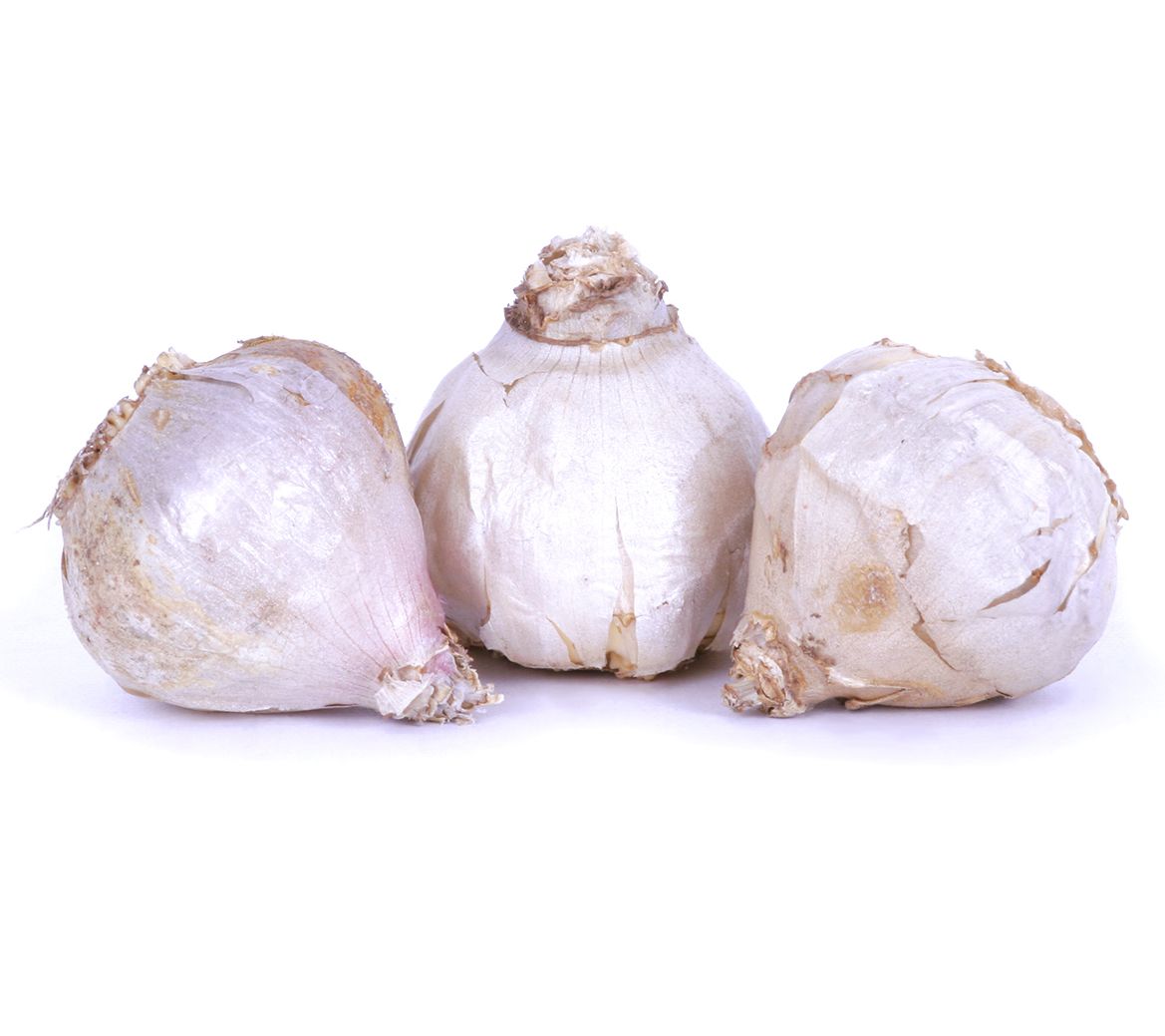 Van Zyverden Garlic Rocambole Spanis Roja Set of 3 Cloves