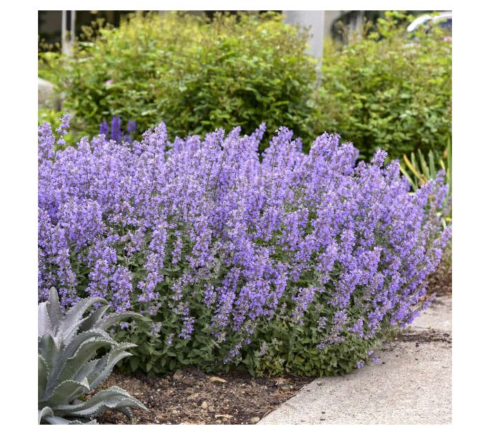 Roberta's Catmint Cats Meow Purple Nepeta 1 pc