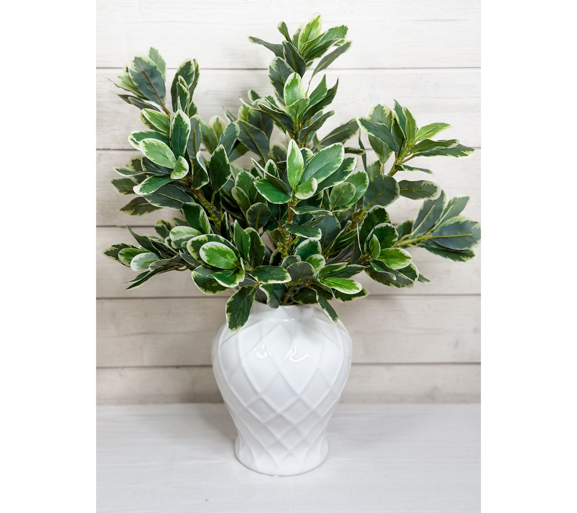 "As Is" Simply Stunning Set of 6 Pittosporum Greens by Janine Graff