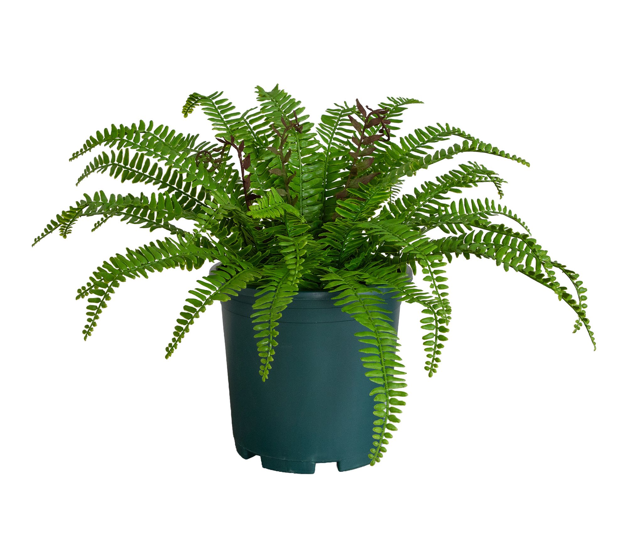 17-in Boston Fern Plant in Plastic Pot UV by Nearly Natural