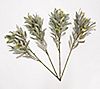 House No.9 by Home Love Set of (4) 19" Olive Branch Picks