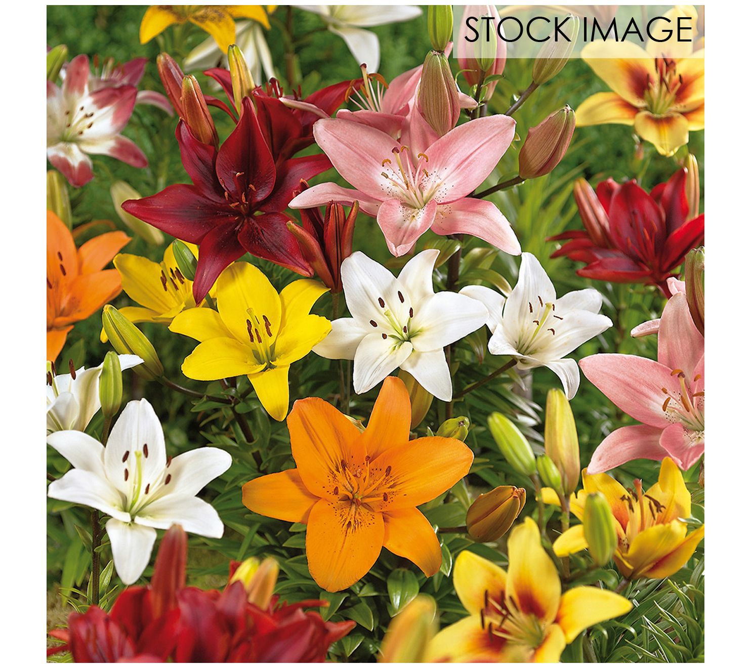 Van Zyverden Lilies Asiatic Mixed Set of 25 Bulbs