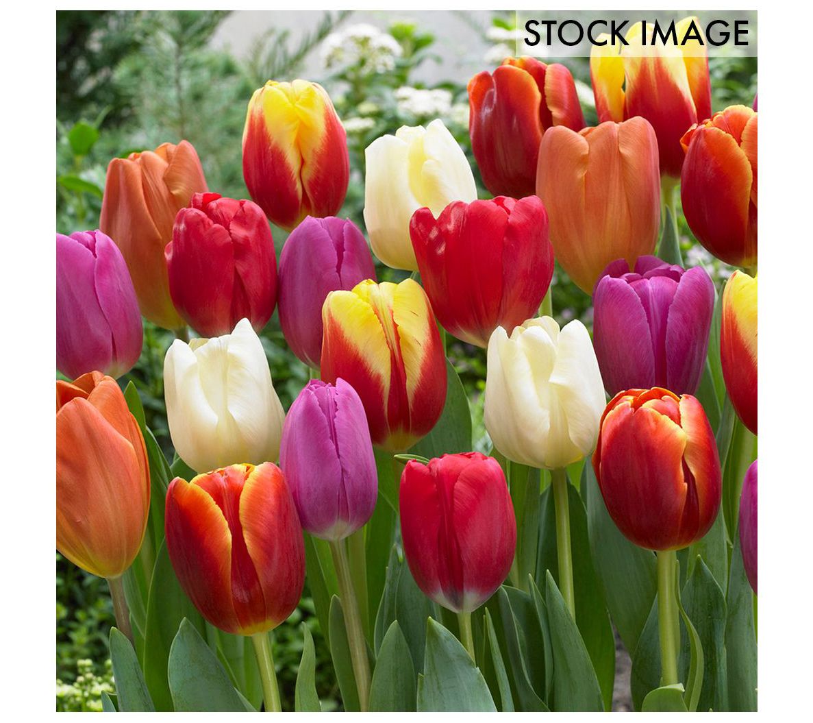 Van Zyverden Tulips Triumph Mixture Set of 15 Bulbs
