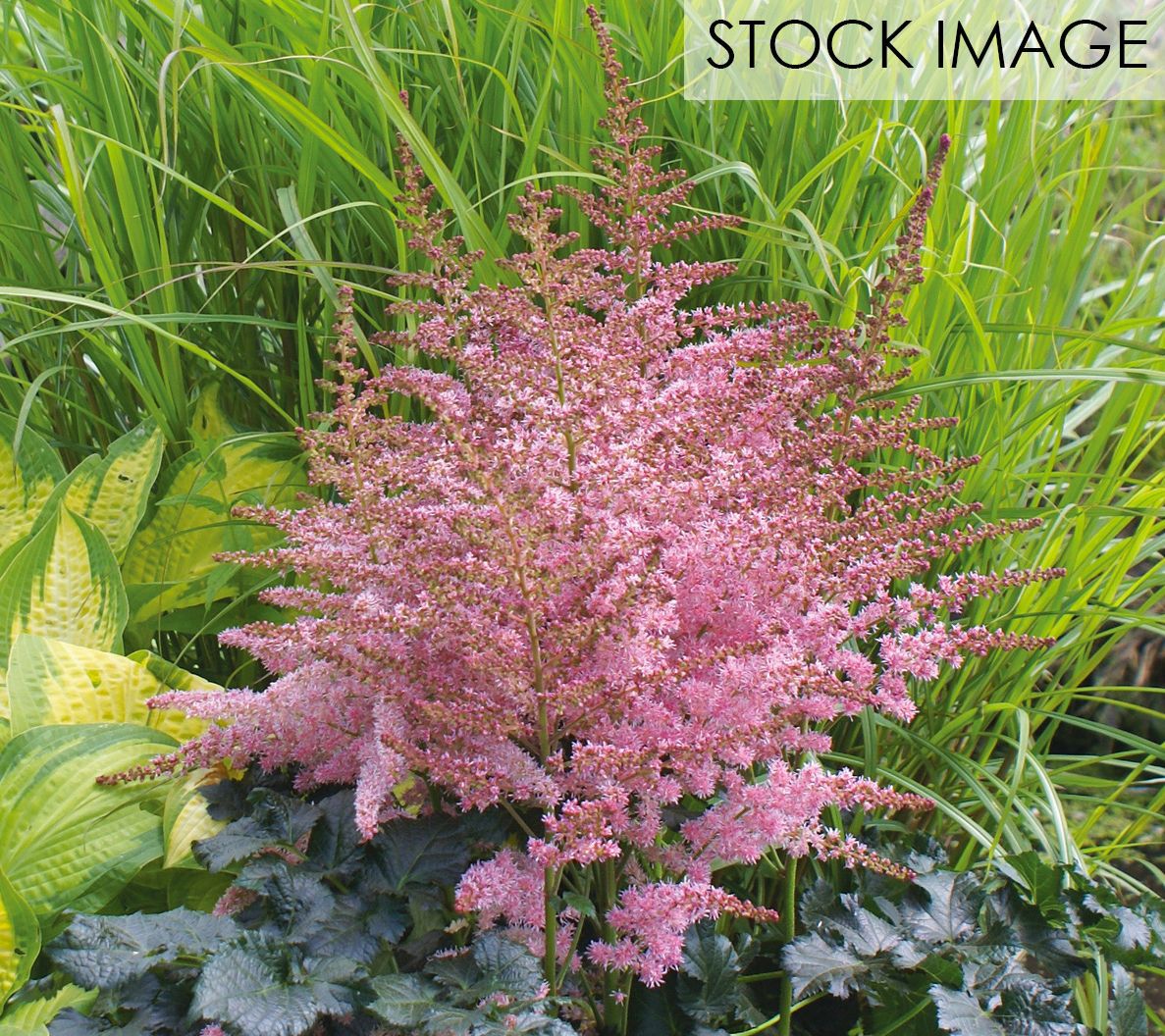 Van Zyverden Astilbe Chocolate Kiss Set of 5 Roots