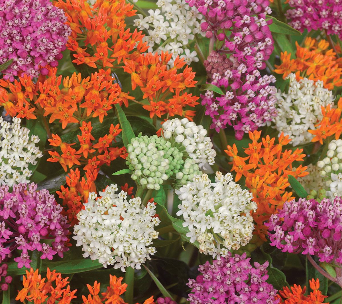 Van Zyverden Asclepias Exclusive Sweet MonarchBlend 9 Bulbs