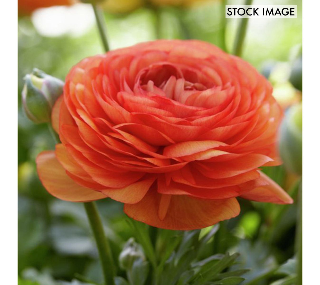 Van Zyverden Butter Cups Ranunculus Double Tangerine 25 Bulbs
