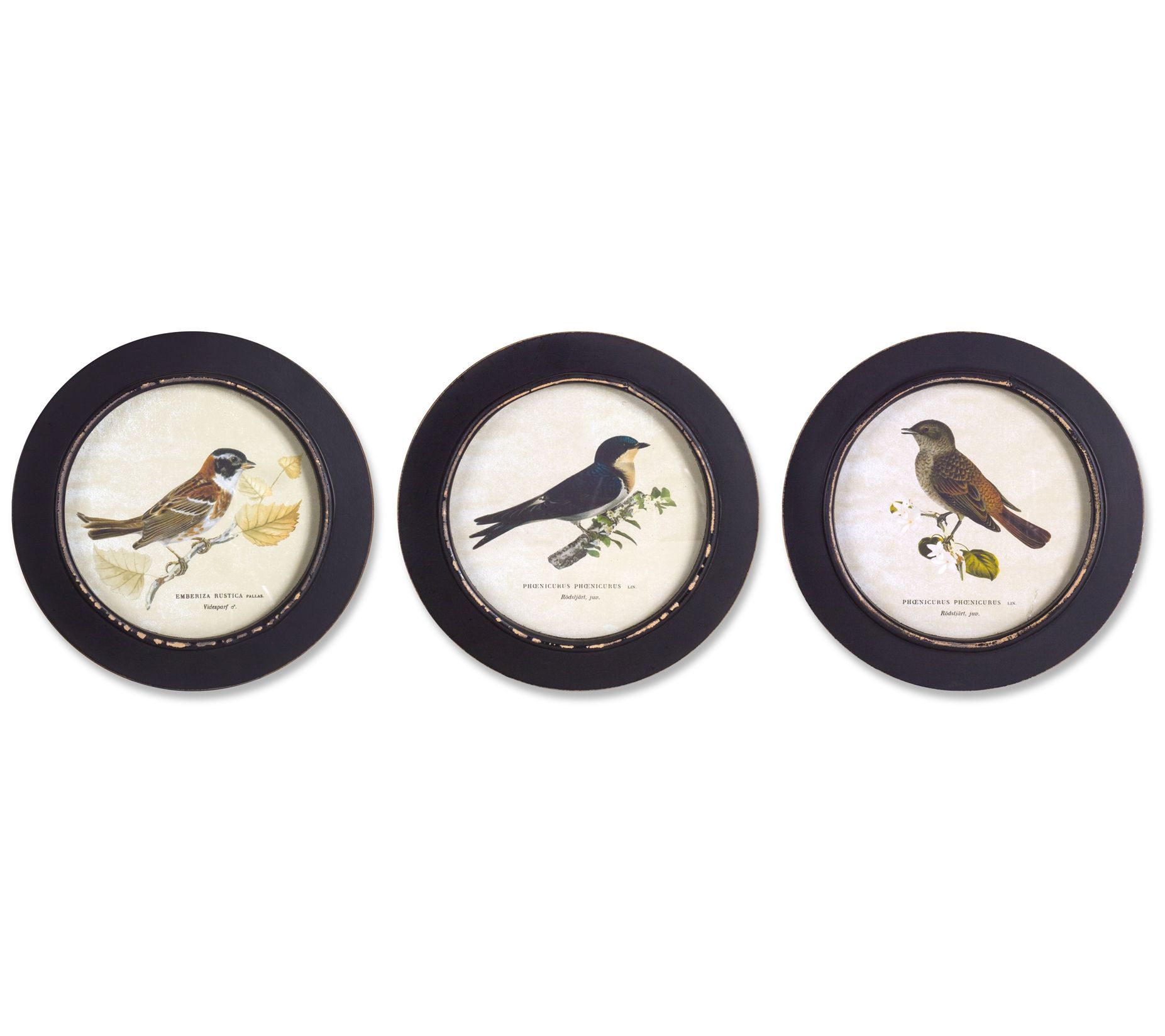 Melrose International Framed Bird Print Set of3