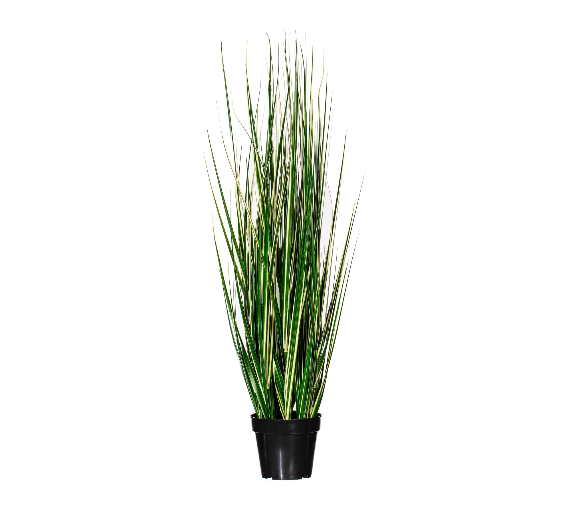Vickerman 48" Green Evergold Grass Potted UV
