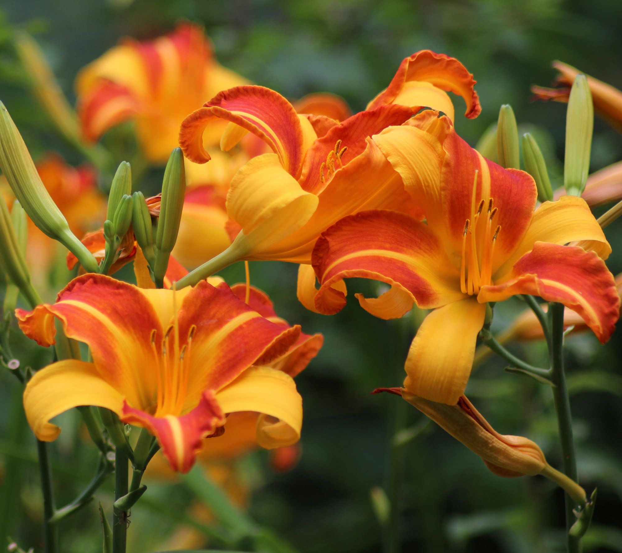 Cottage Farms 12-Piece Frans Hal Daylilies