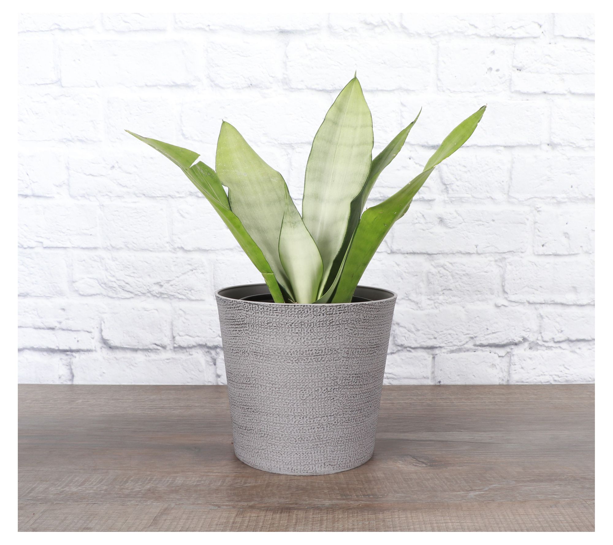 Thorsen's Greenhouse 6" Moonshine Snake Plant, Classic Pot