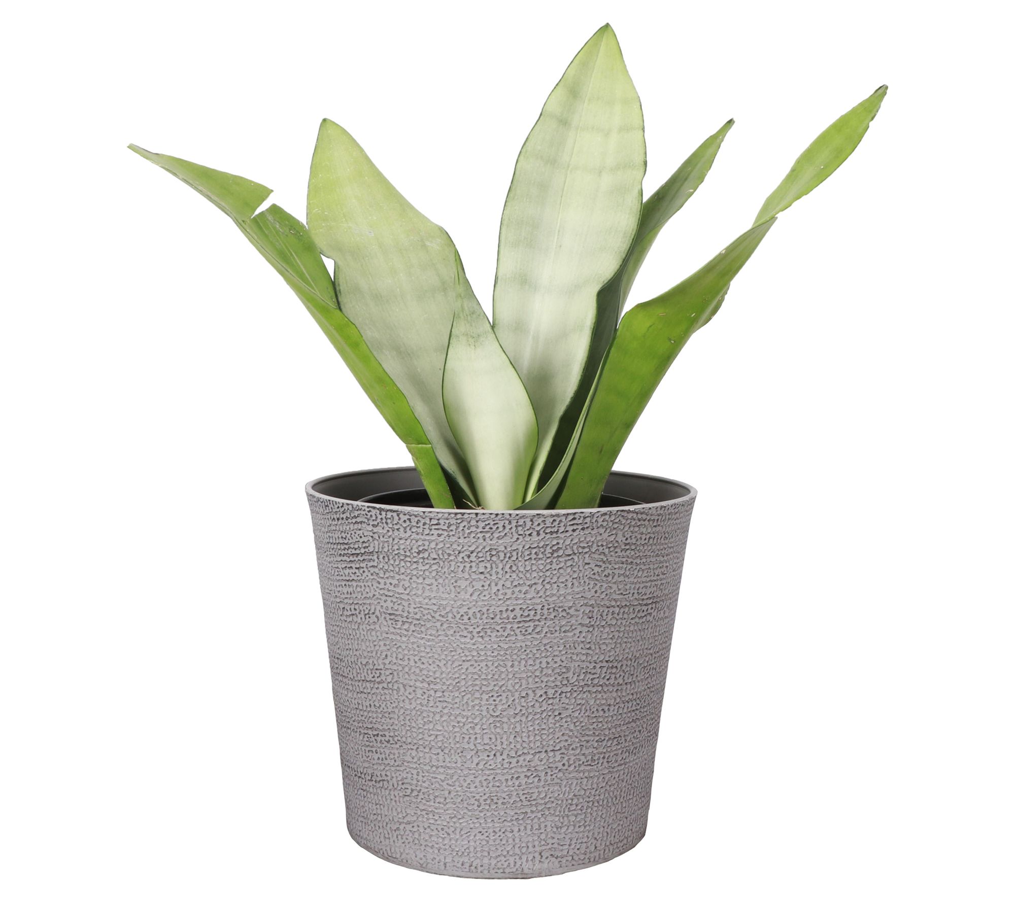 Thorsen's Greenhouse 6" Moonshine Snake Plant, Classic Pot