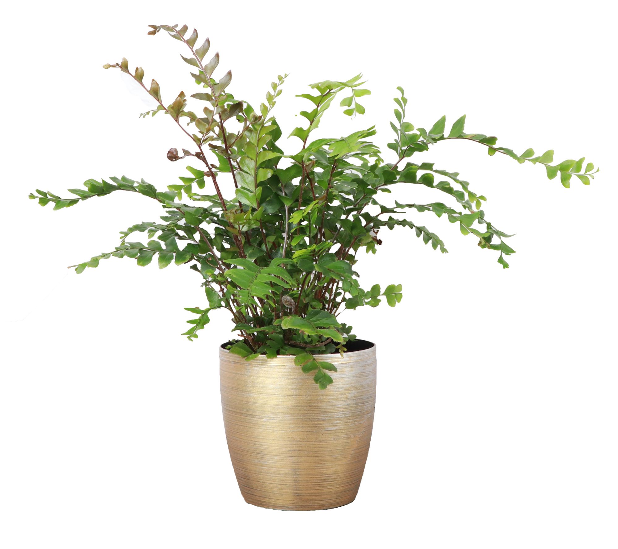 Thorsen's Greenhouse Live 4" Mahogany Fern in Classic Pot