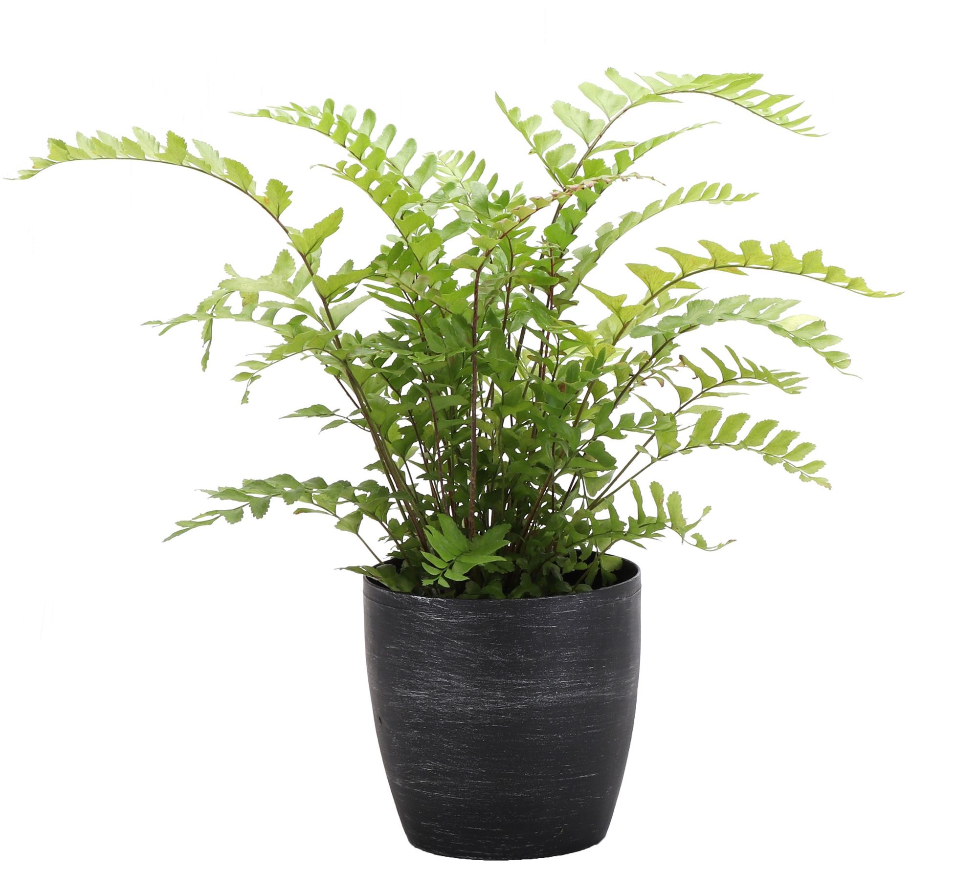 Thorsen's Greenhouse Live 4" Mahogany Fern in Classic Pot