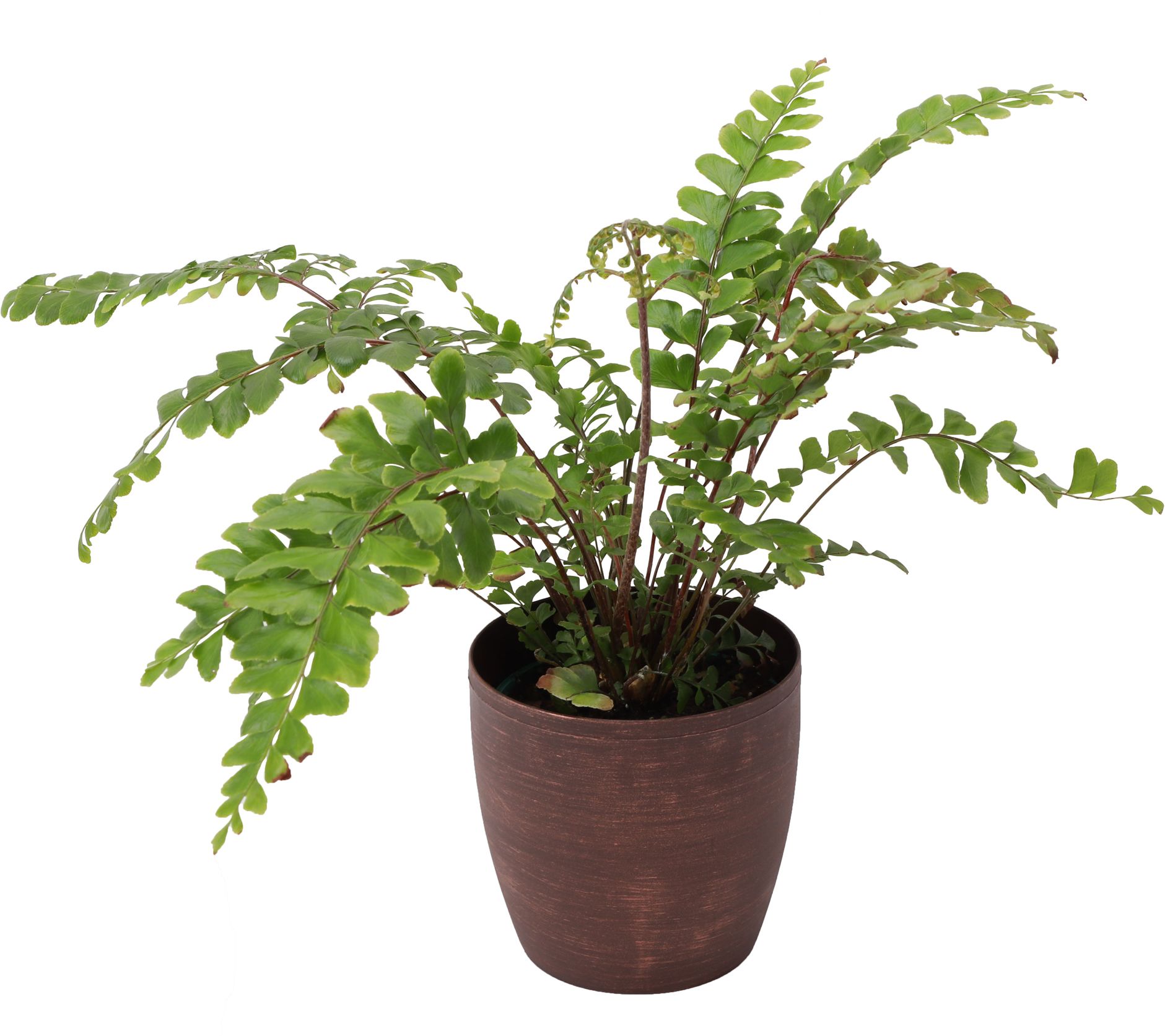 Thorsen's Greenhouse Live 4" Mahogany Fern in Classic Pot