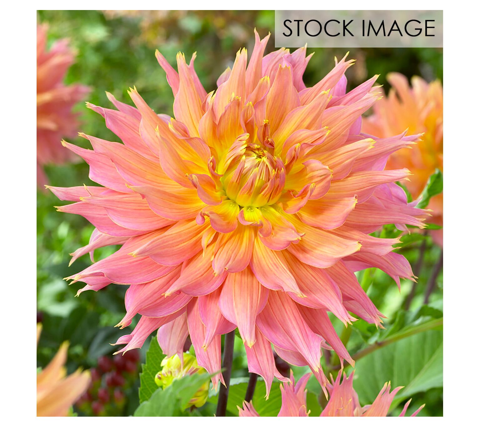 Van Zyverden Dahlias Omega Set of 5 Bulbs