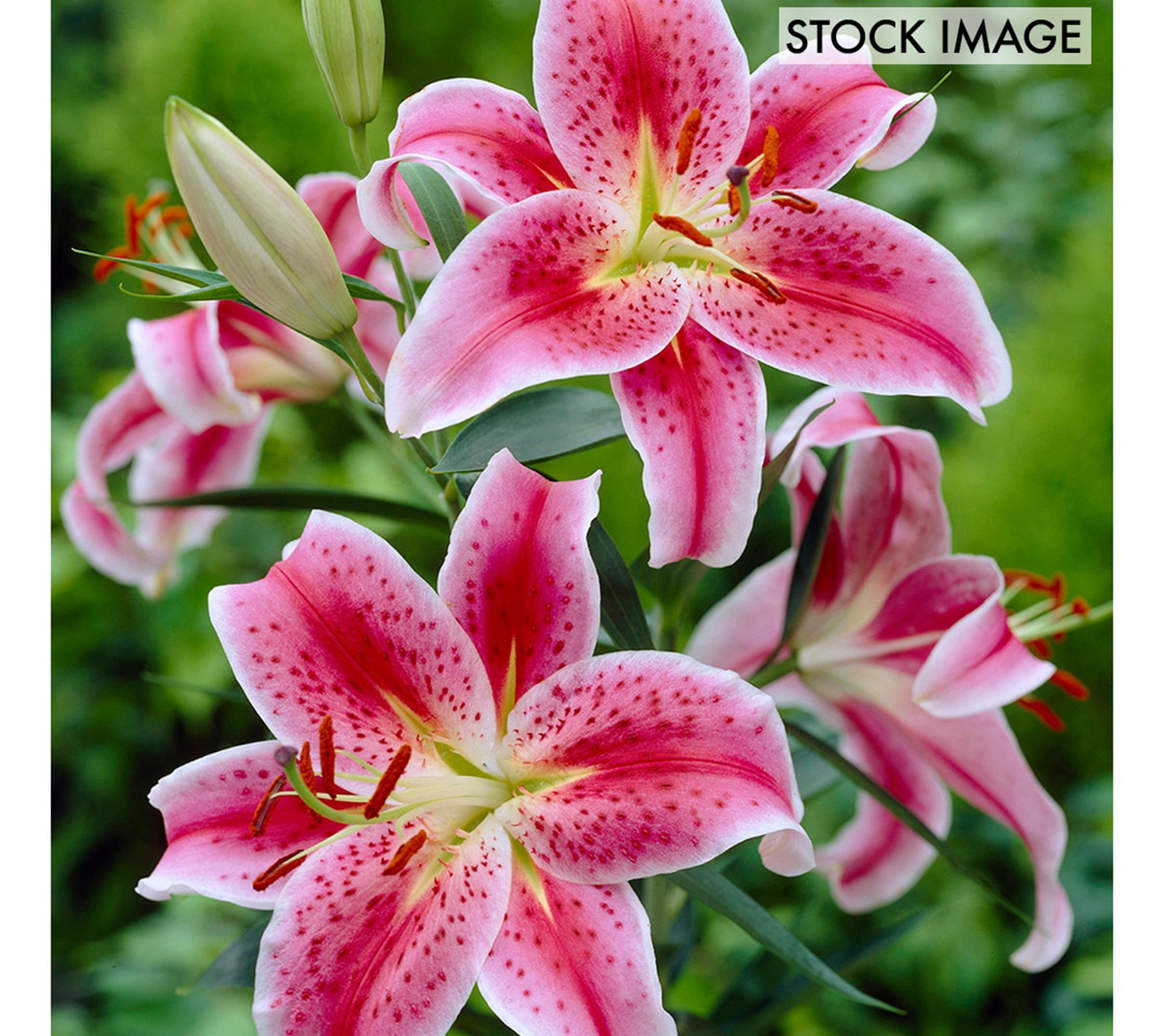 Van Zyverden Lilies Oriental Stargazer Set of 2Bulbs