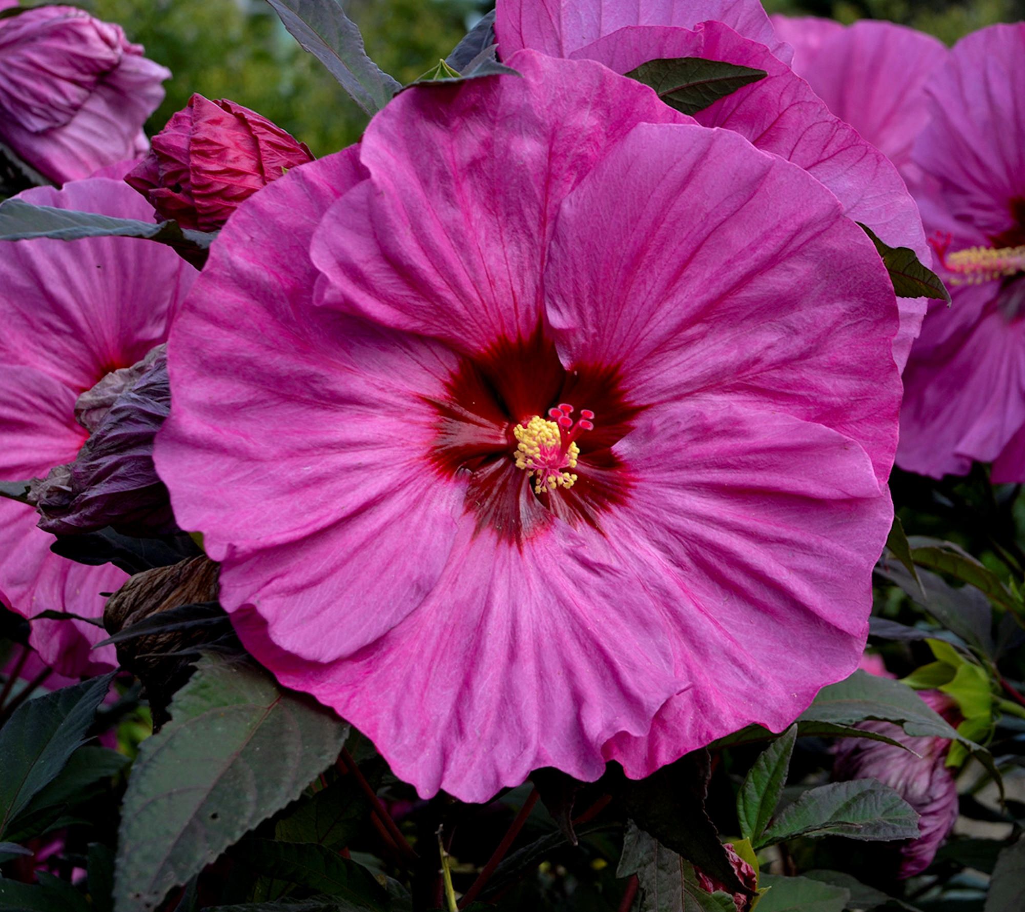 Cottage Farms Berry Awesome Hardy Hibiscus - QVC.com