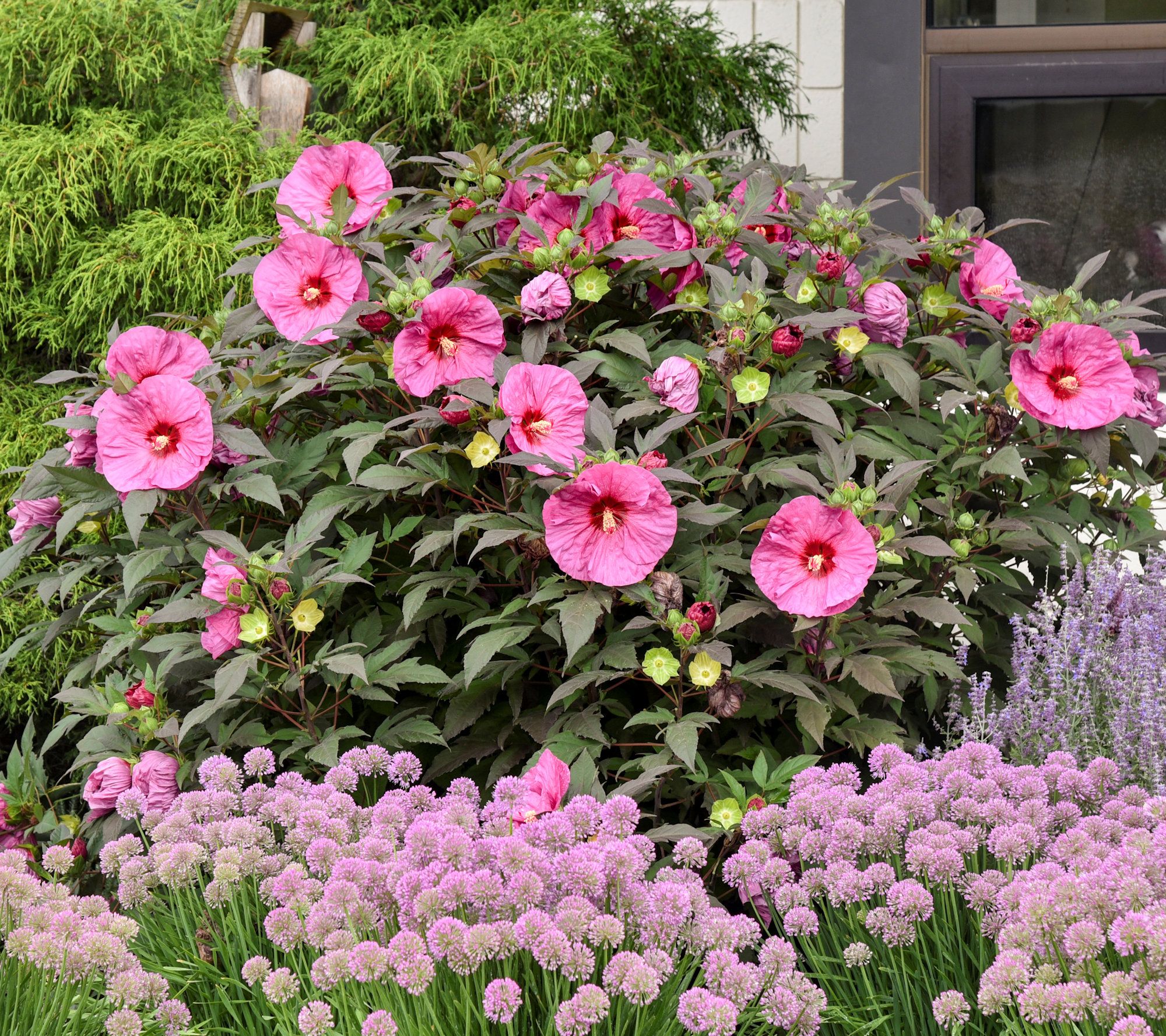 Cottage Farms Berry Awesome Hardy Hibiscus