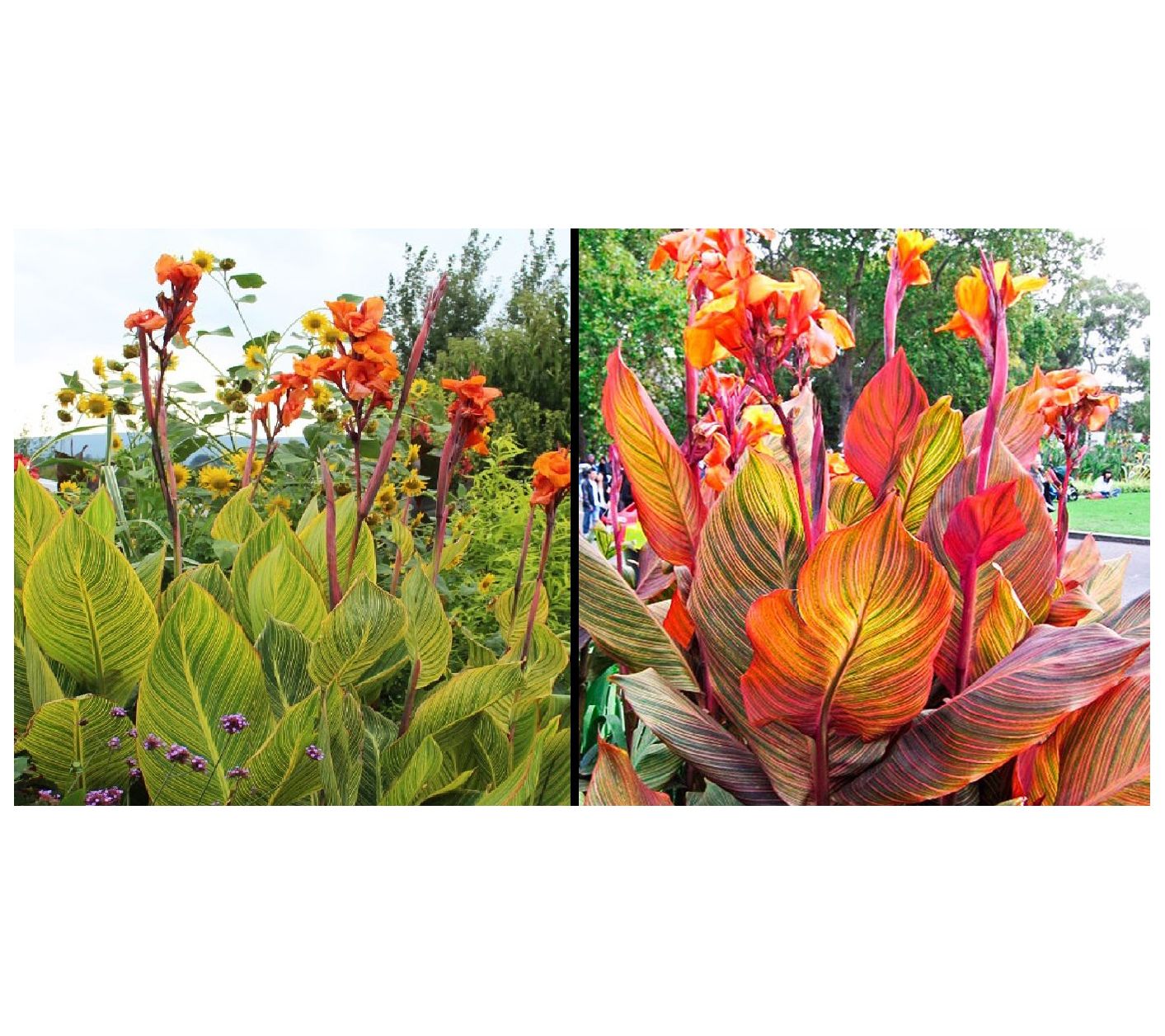 Roberta's Canna Lily Bengal/Durban 2pc