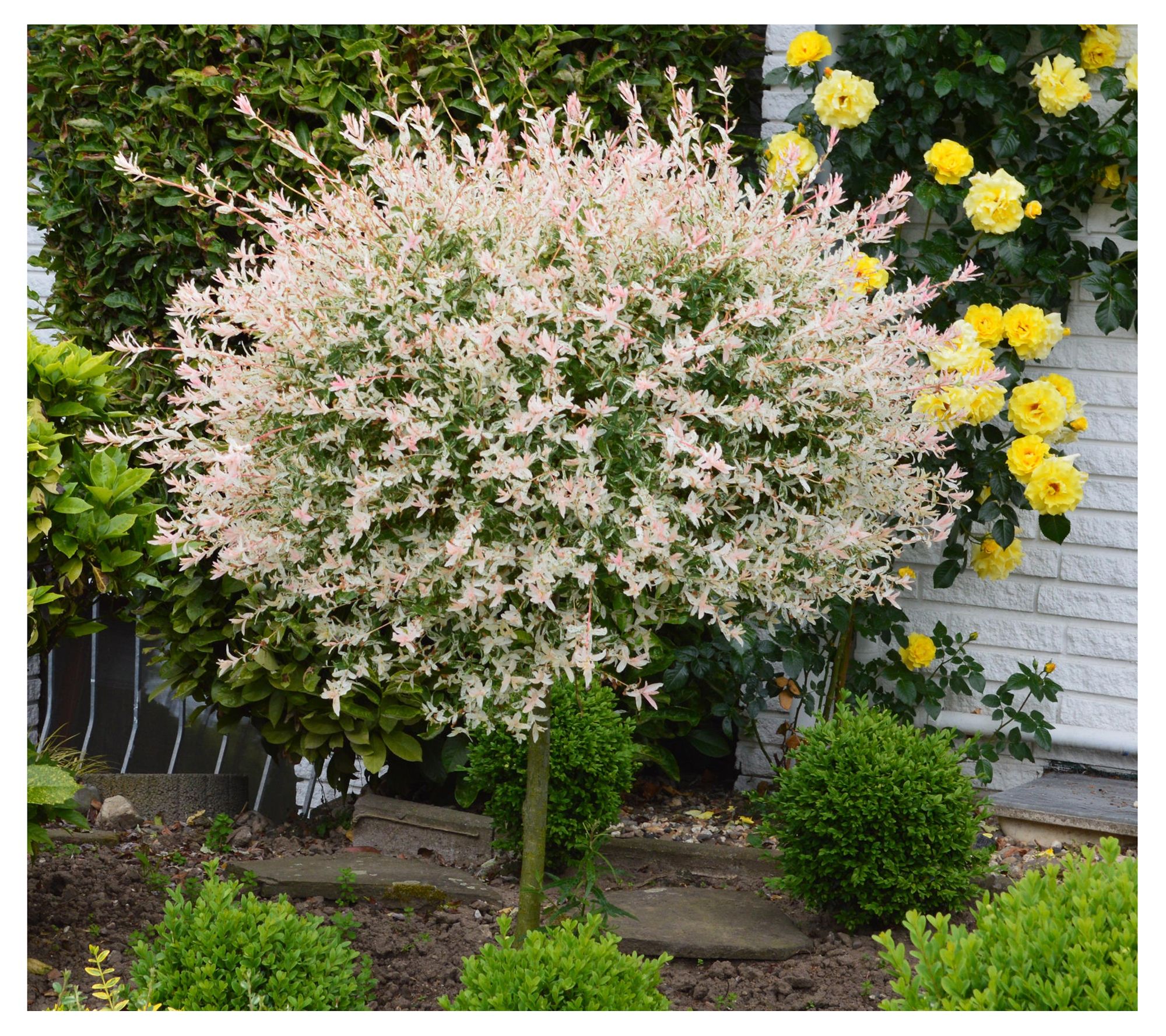 Cottage Farms Tricolor Willow Tree