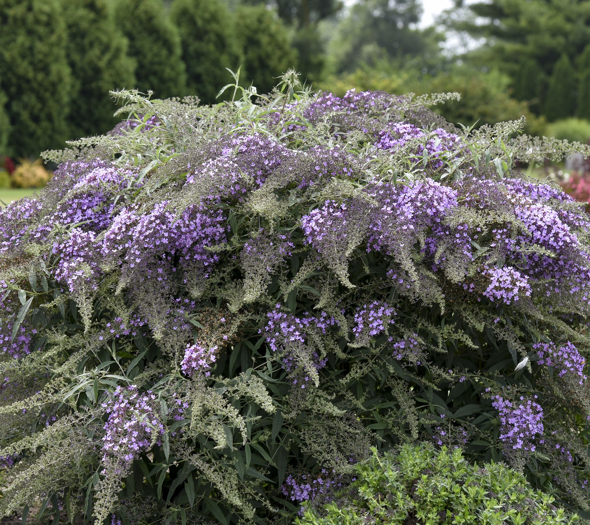 Roberta's 1 pc. Lilac Cascade Butterfly Bush