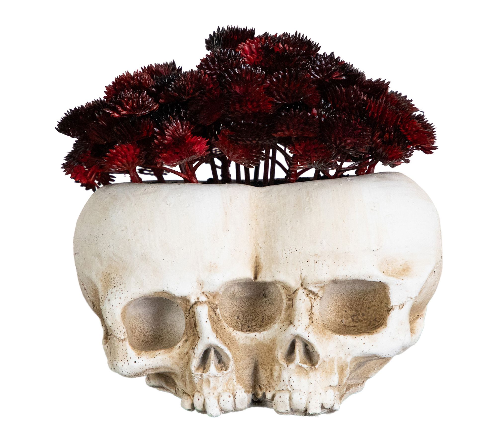 6-in Plant in Double Skull Planter by Nearly Natural