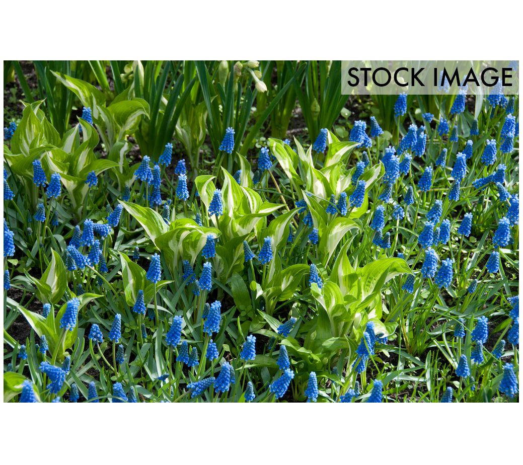 Van Zyverden Grape Hyacinths Set of 50 Bulbs