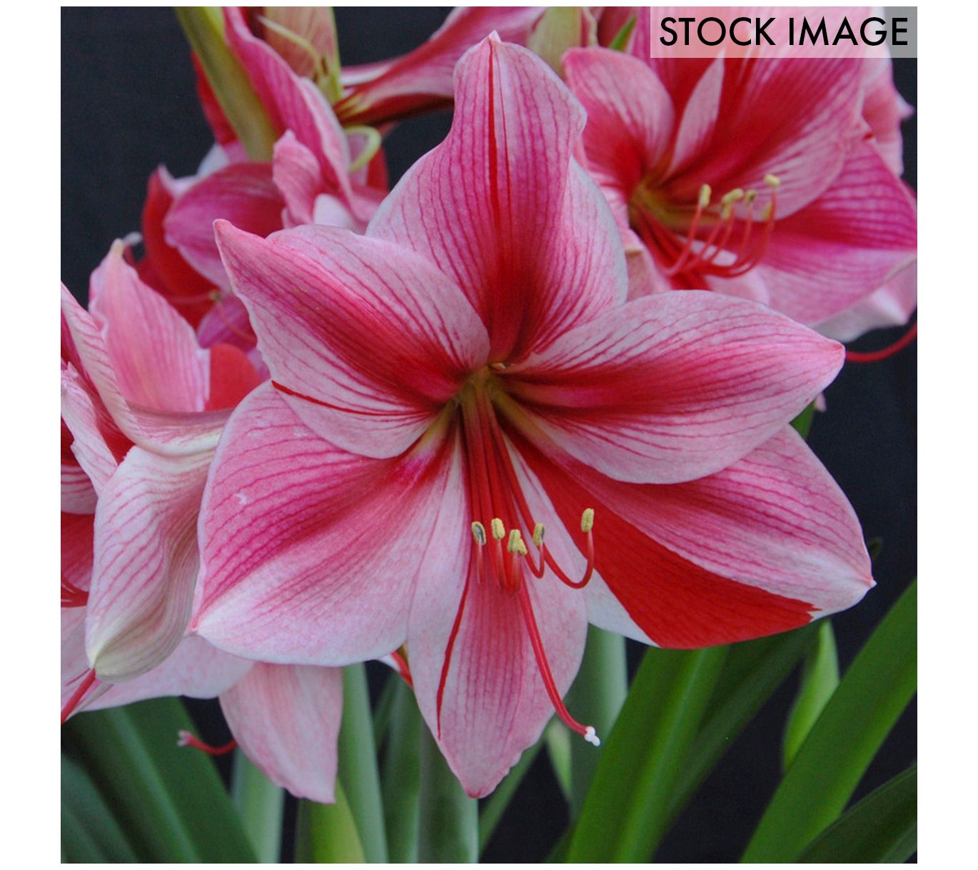 Van Zyverden Amaryllis Gervase Set of 1 Bulb